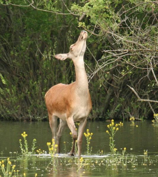 PASSIONE PER IL CERVO